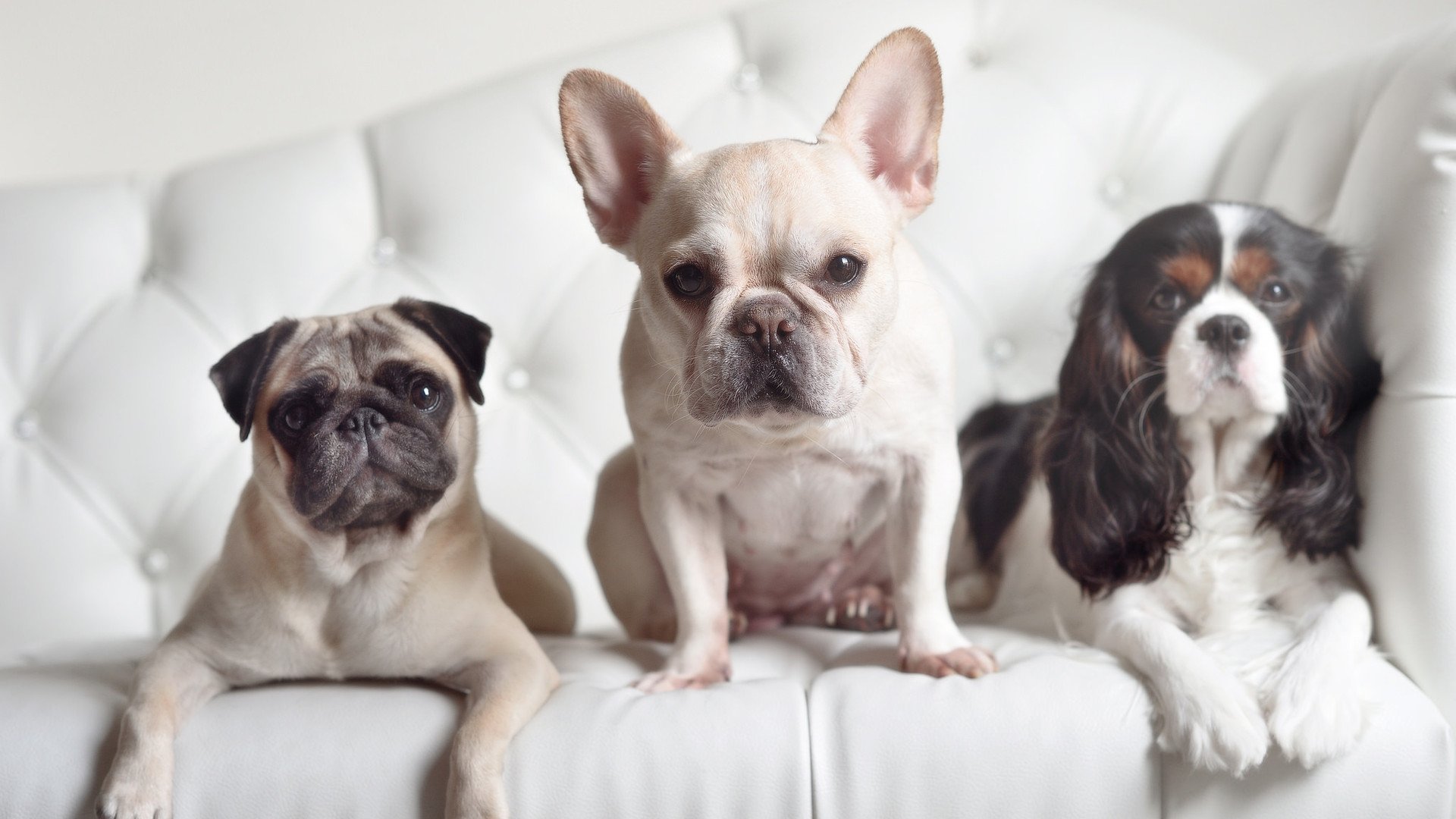 年度焦点之战之夜，巴雷拉完成里程碑，铸就传奇