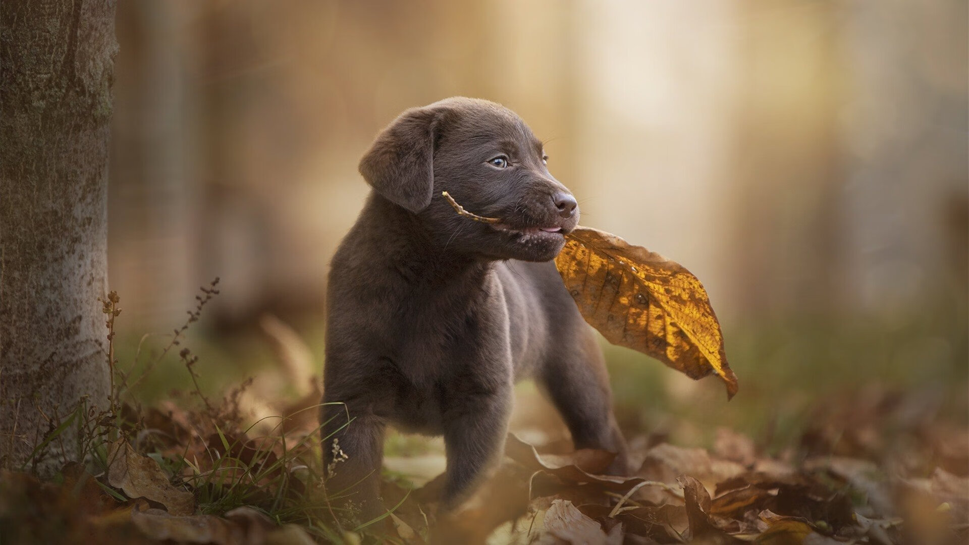 当斗牛士遇上角斗士,阿圭罗东决封神夜与西班牙的罗马启示录